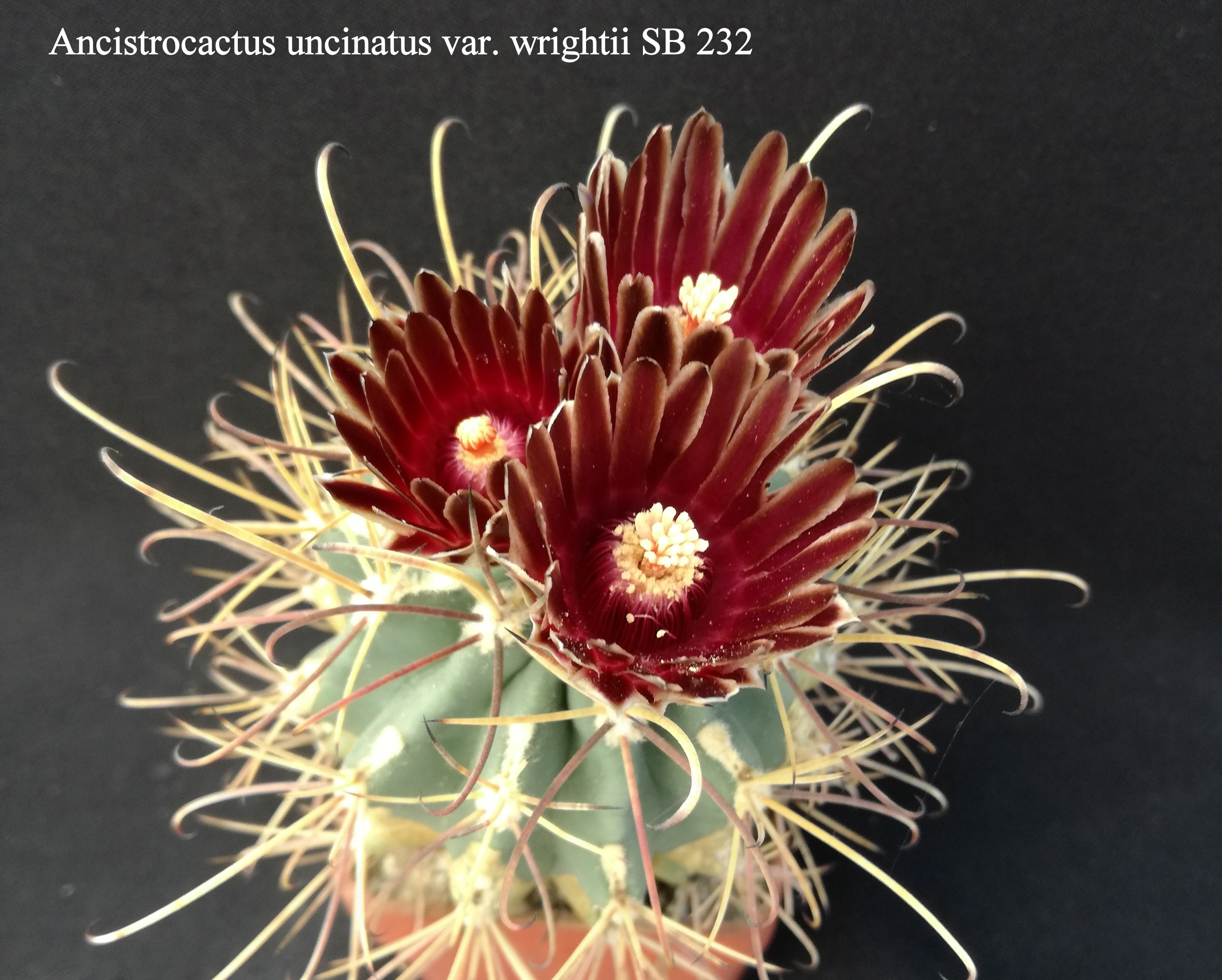 3 Ancistrocactus uncinatus var. wrightii SB 232 20200427