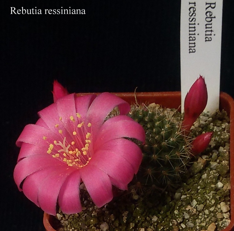 215 Rebutia ressiniana 20170501