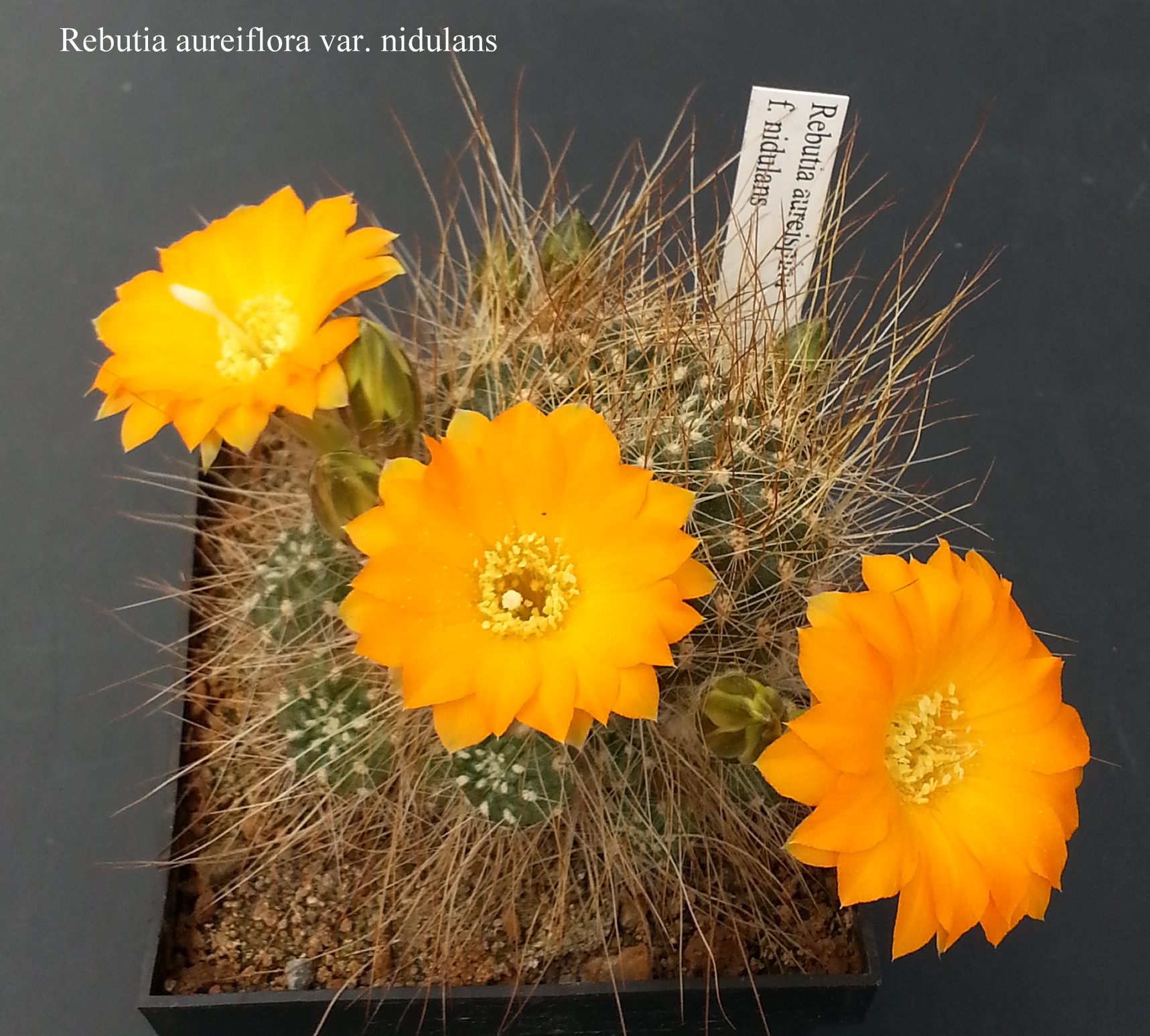 Rebutia aureiflora var. nidulans 20180427