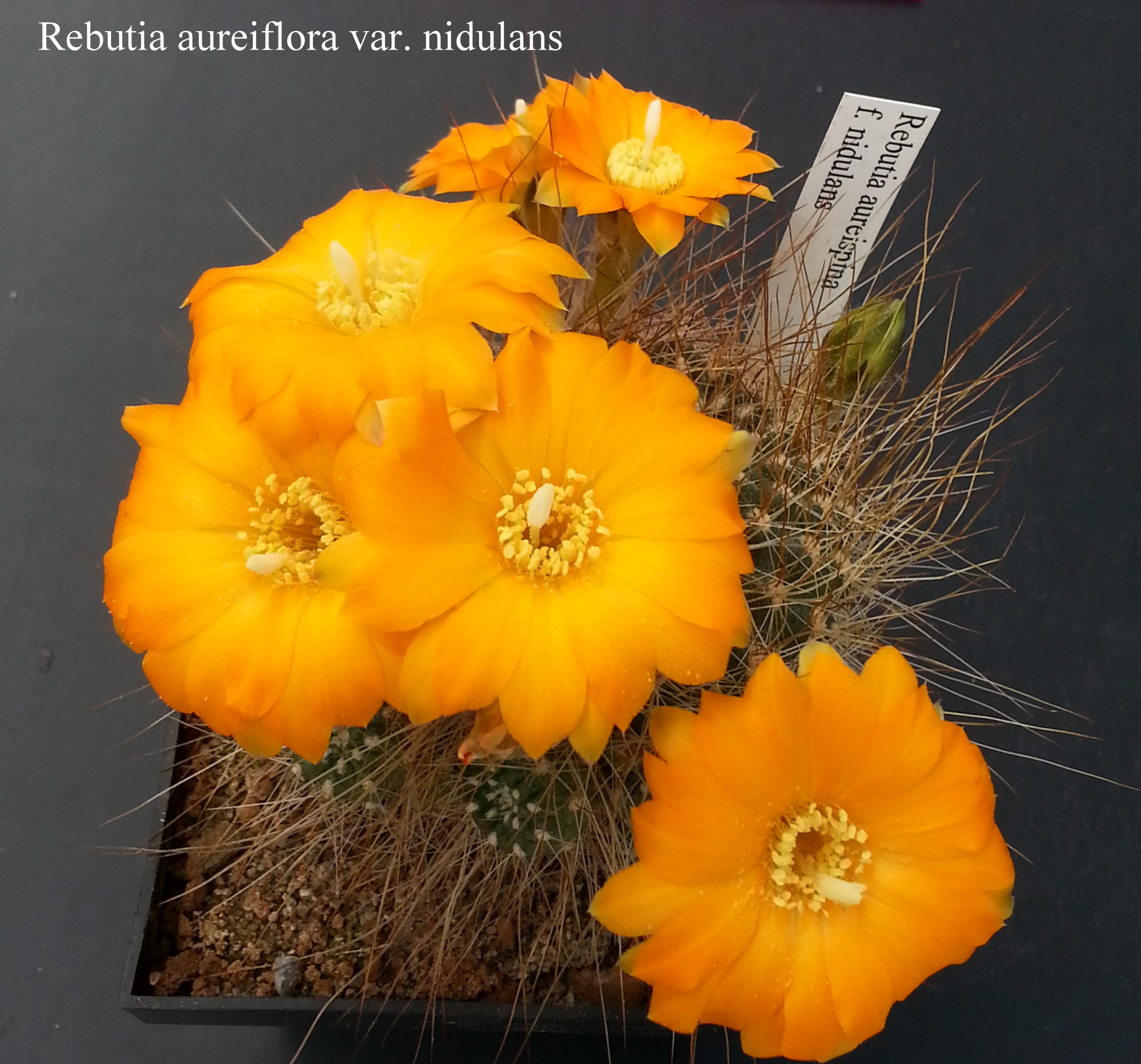 Rebutia aureiflora var. nidulans 20180429