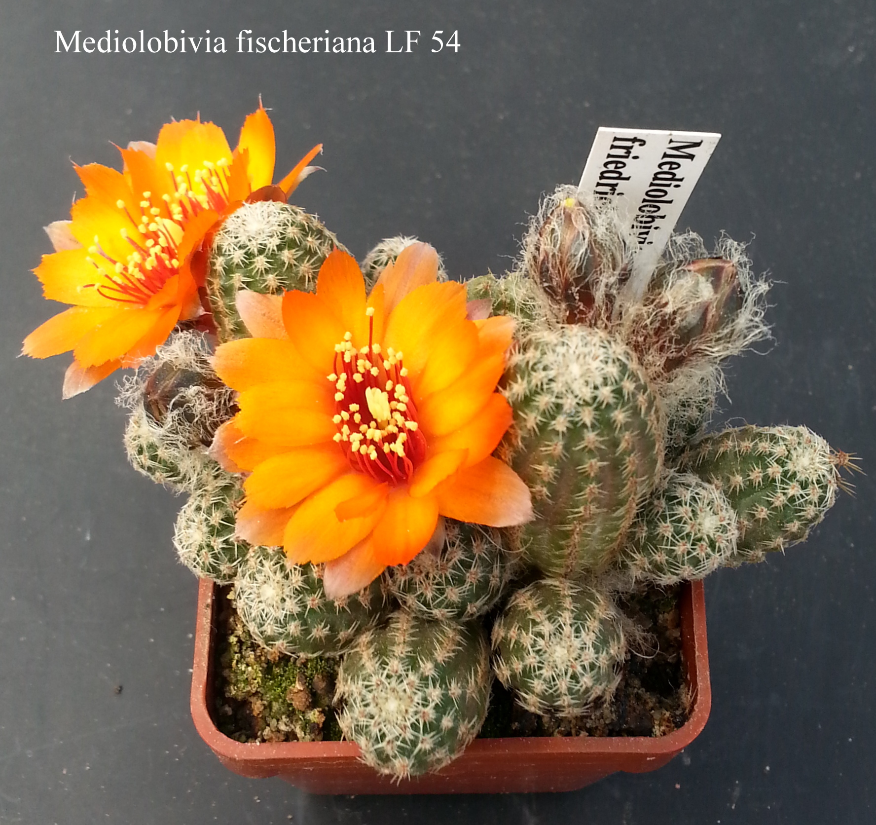 Mediolobivia fischeriana LF 54 20180501.1