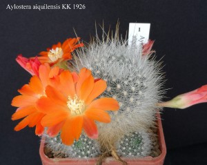 1-aylostera-aiquilensis-kk-1926-20190521.jpg