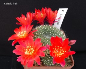 41-rebutia-littii-20190426--2-.jpg