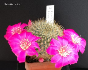 42-rebutia-lucida-20190420.jpg