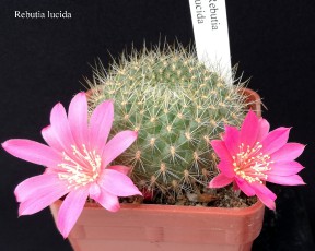187-rebutia-lucida-20190424--2-.jpg