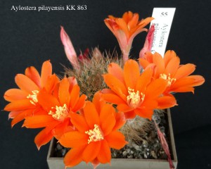 55-aylostera-pilayensis-kk-863-20190521.jpg