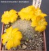 Rebutia chrysacantha v. keselringiana 20150530