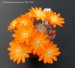Aylostera narvaecensis  KK 1150 or. květ 20180427