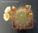 Rebutia aureiflora var. longiseta 20180429