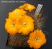 Rebutia aureiflora var. nidulans 20180429