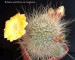 194 Rebutia aureiflora var. longiseta 20190423