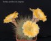 194 Rebutia aureiflora var. longiseta 20190426