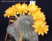 32 Rebutia chrysacantha var. keselringiana 20190506 - kopie