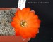 357 Mediolobivia euanthema R 214 20190506 - kopie